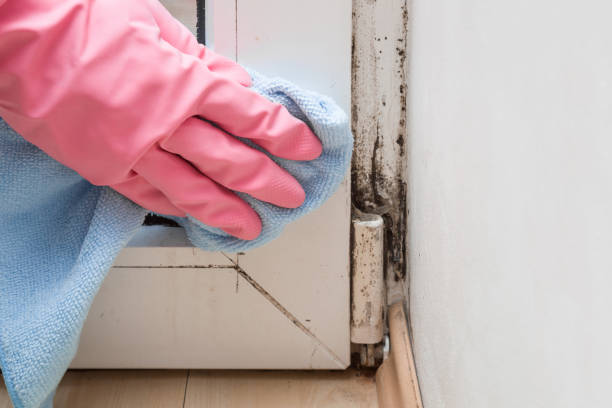 Best Industrial Mold Remediation in Agler Estates, FL